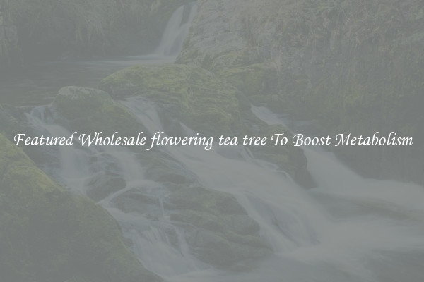  Featured Wholesale flowering tea tree To Boost Metabolism 